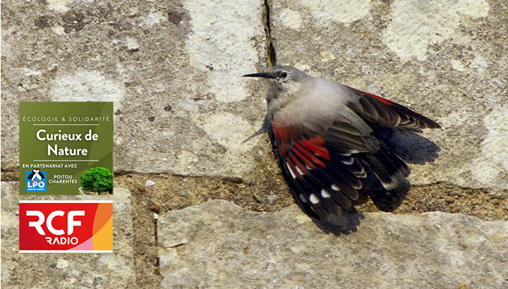 En réécoute : Des oiseaux singuliers